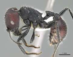 Image of Pogonomyrmex carbonarius Mayr 1868