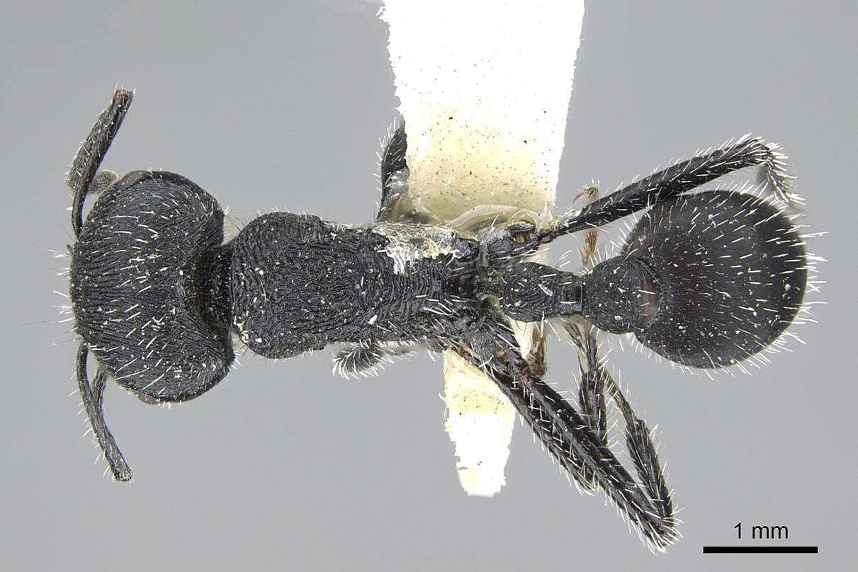 Image of Pogonomyrmex carbonarius Mayr 1868