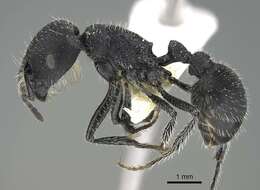 Image of Pogonomyrmex carbonarius Mayr 1868