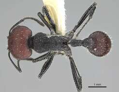 Image of Pogonomyrmex carbonarius Mayr 1868