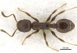 Image of <i>Temnothorax congruus</i>