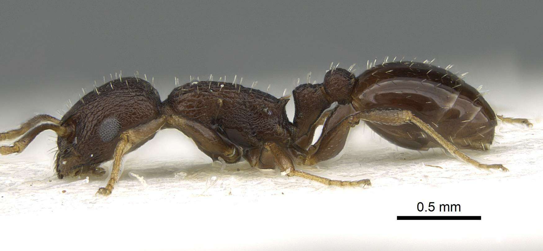 Image of <i>Temnothorax congruus</i>