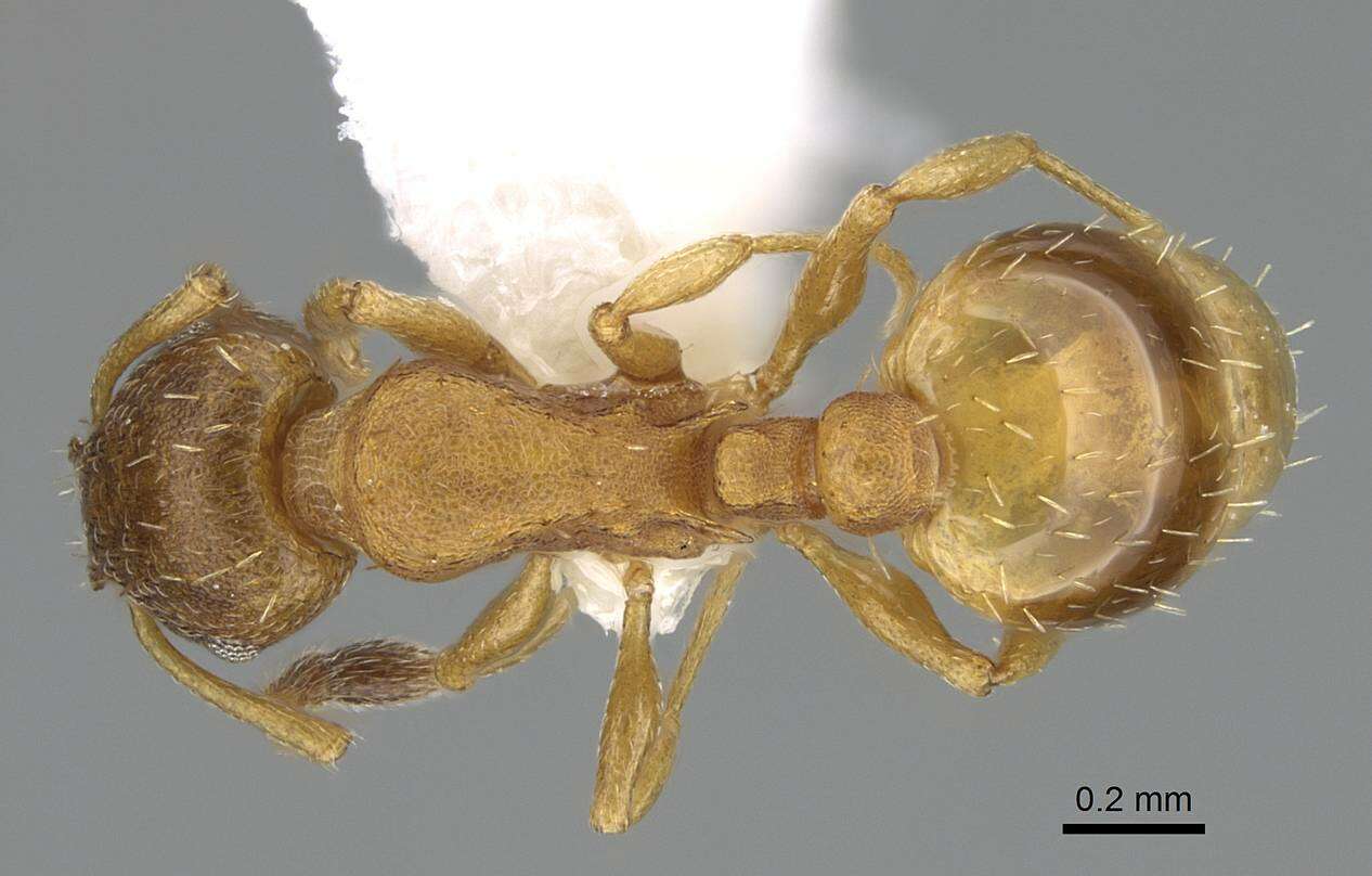 Image of <i>Temnothorax interruptus</i>