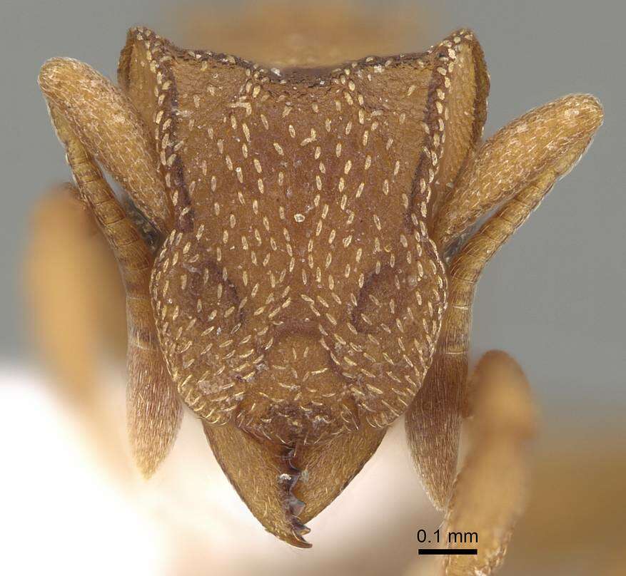 Image of Cyphomyrmex wheeleri Forel 1900