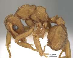 Image of Cyphomyrmex wheeleri Forel 1900