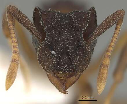 Image of Cyphomyrmex dixus Snelling & Longino 1992