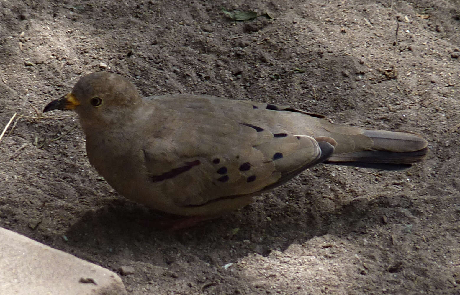 صورة Columbina cruziana (Prévost 1842)