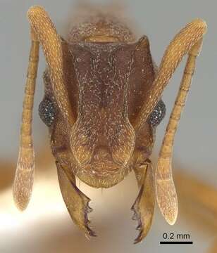 Image of Cyphomyrmex longiscapus Weber 1940