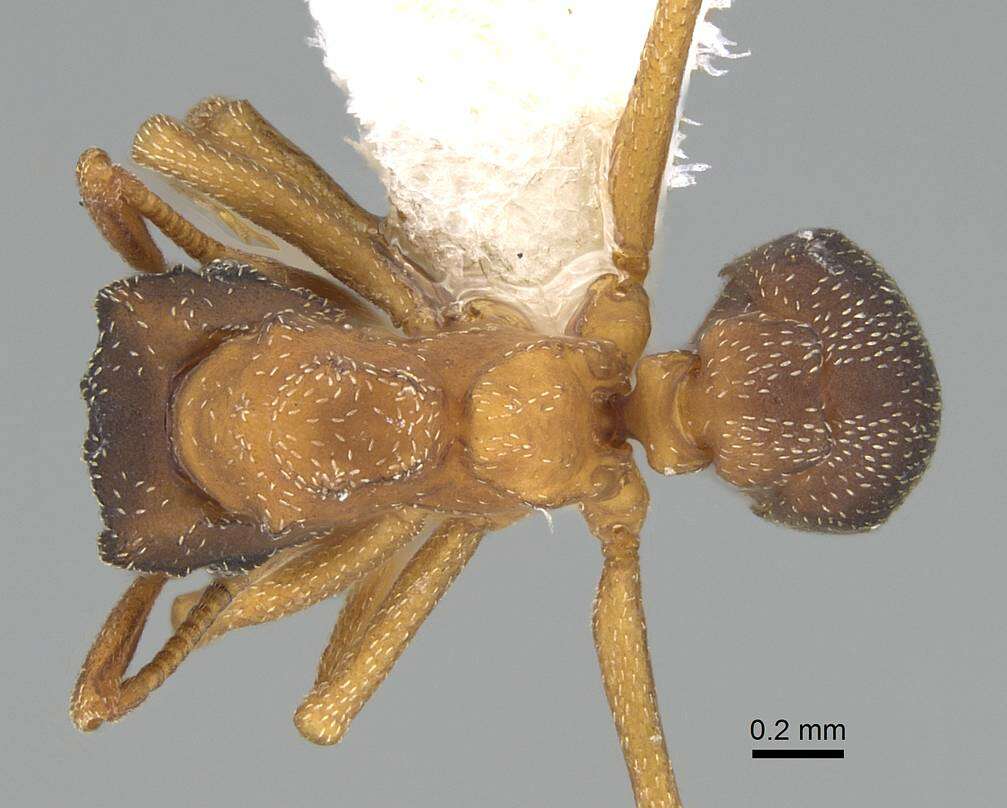 Plancia ëd Cyphomyrmex major Forel 1901