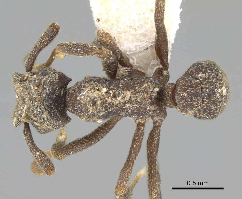 Image of Cyphomyrmex