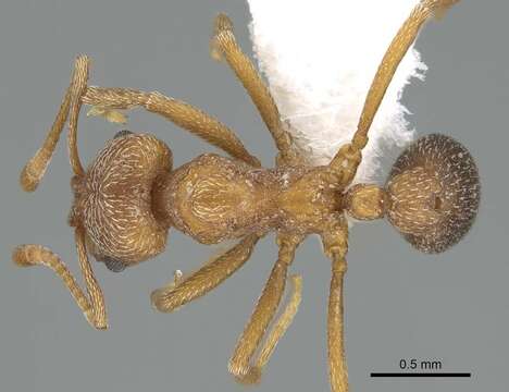 Image of Kalathomyrmex Klingenberg & Brandão