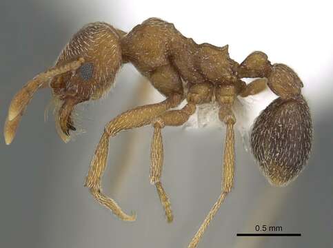 Image of Kalathomyrmex Klingenberg & Brandão