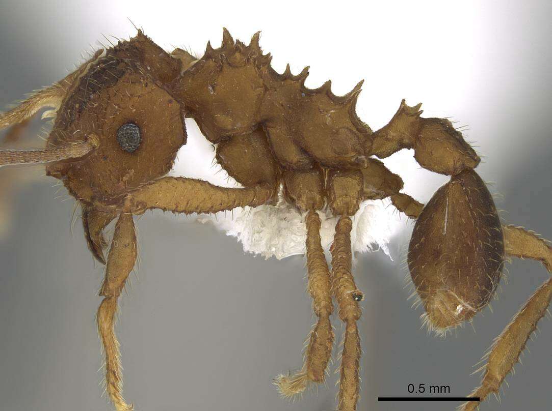 Image of Mycocepurus