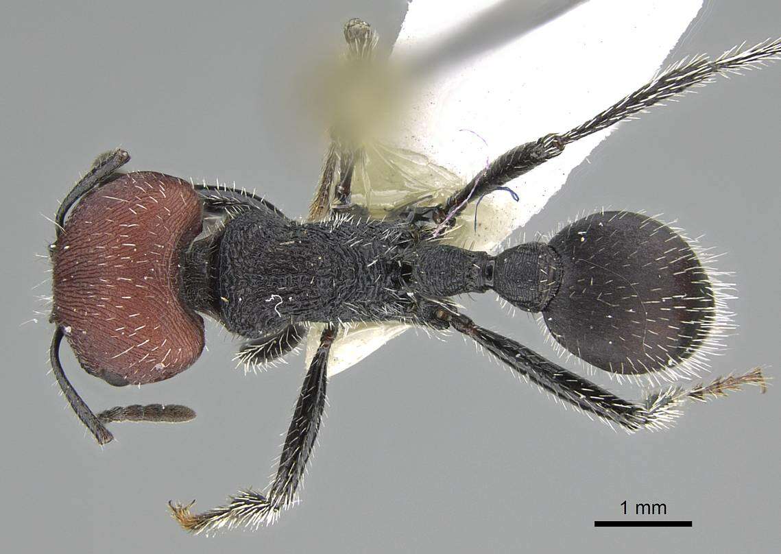 Image of Pogonomyrmex carbonarius Mayr 1868