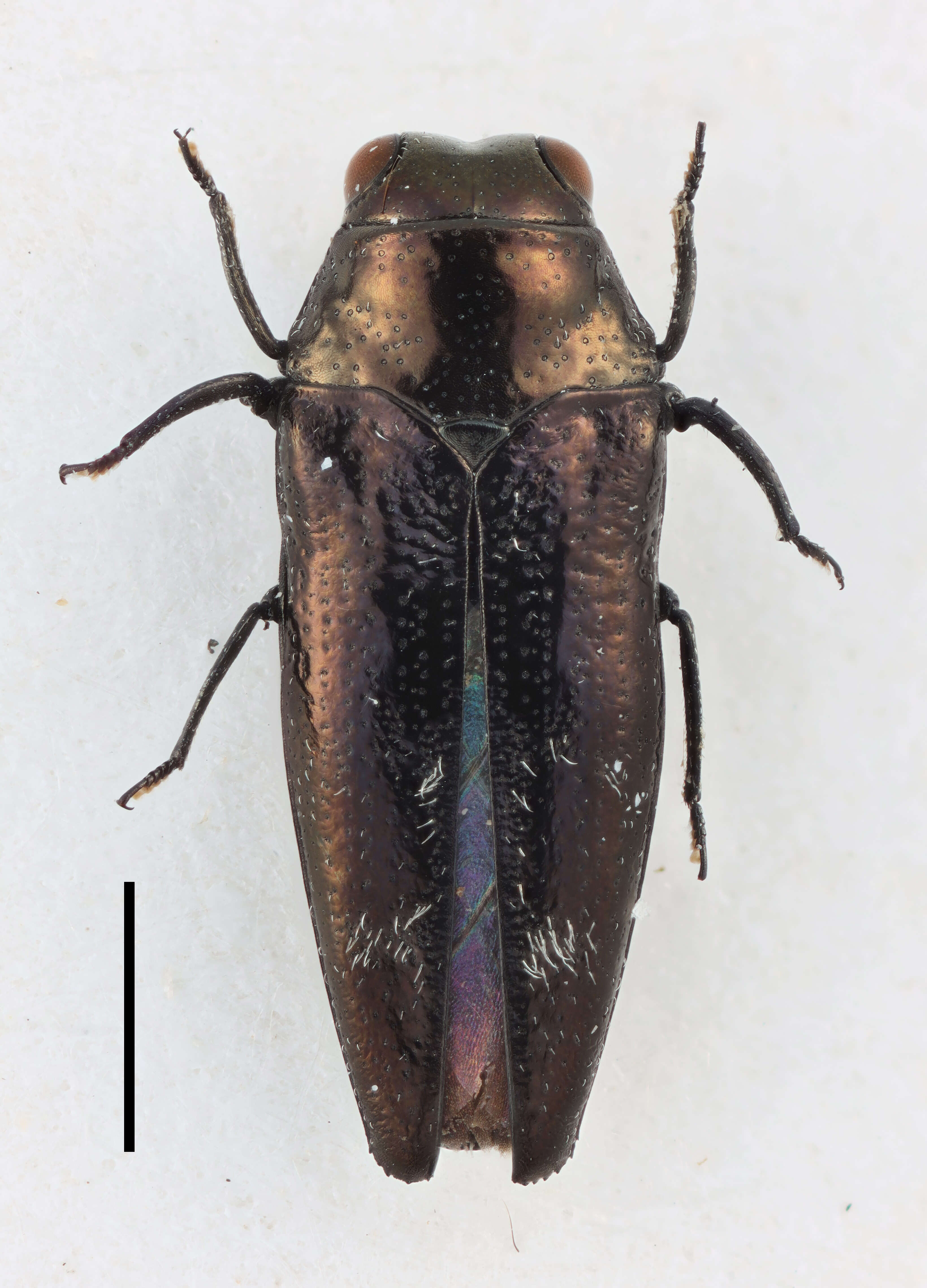 Imagem de Taphrocerus meridionalis Obenberger 1934