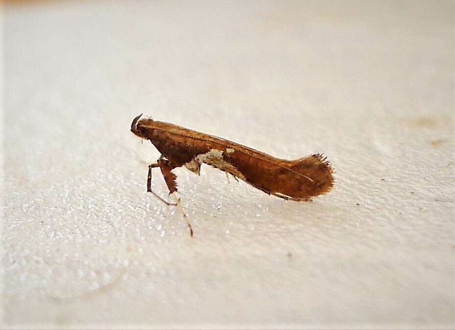 Image of Caloptilia stigmatella (Fabricius 1781)