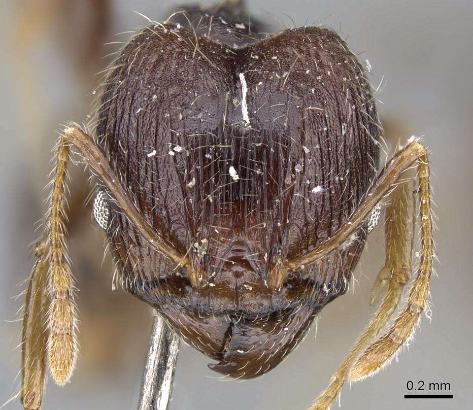 Image of Pheidole aurivillii Mayr 1896