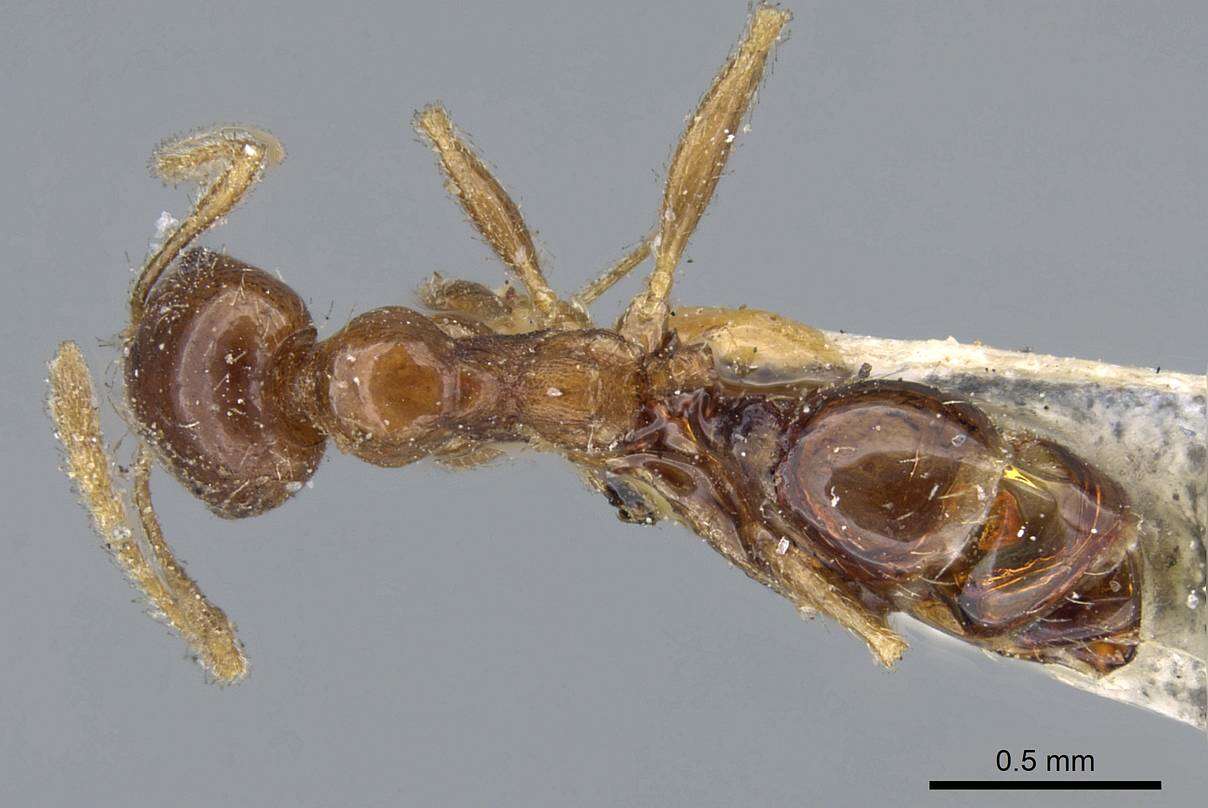 Image of Pheidole capensis Mayr 1862