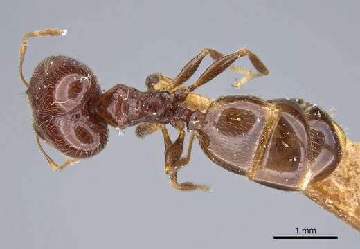 Image of Pheidole capensis Mayr 1862