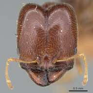 Image of Pheidole capensis Mayr 1862