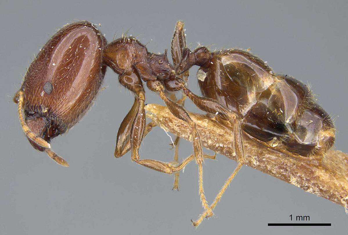 Image of Pheidole capensis Mayr 1862