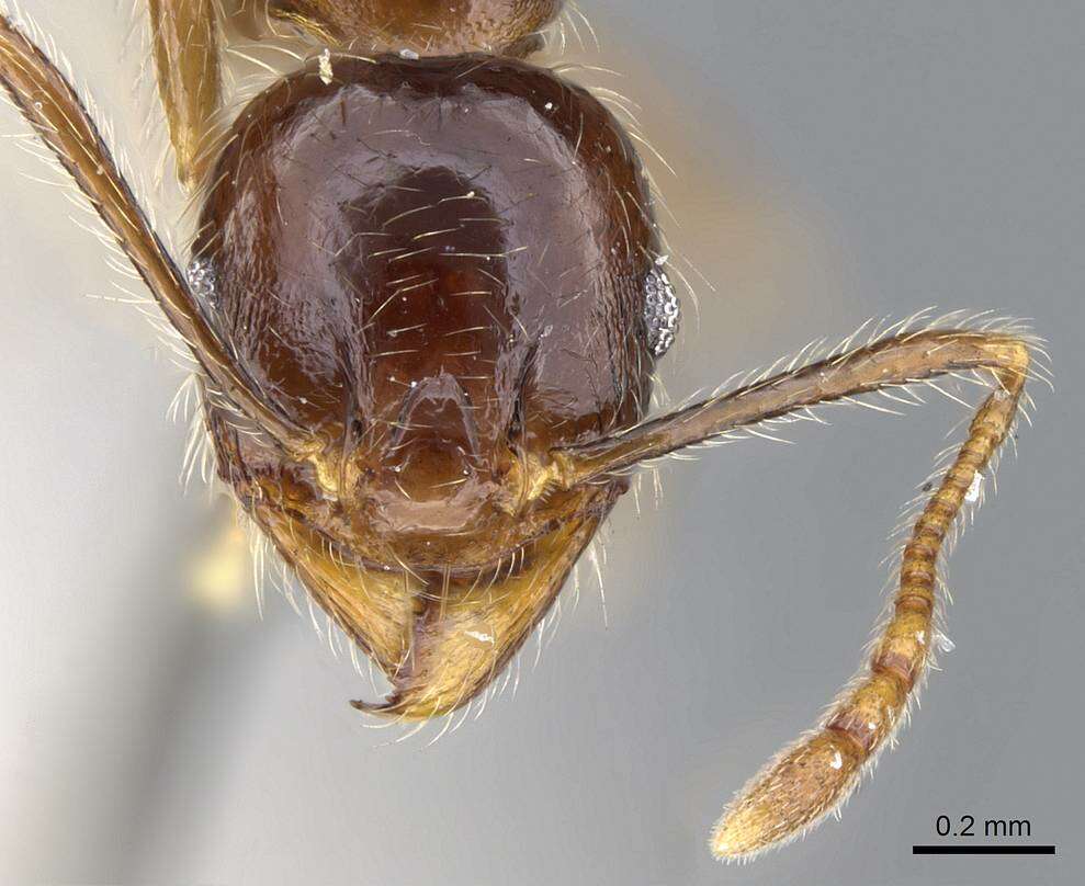 Image of Pheidole foreli Mayr 1901