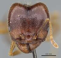 Image of Pheidole foreli Mayr 1901