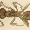 Image of Pheidole minima Mayr 1901