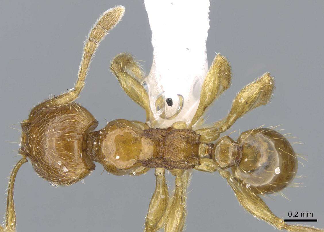 Image of Pheidole deltea