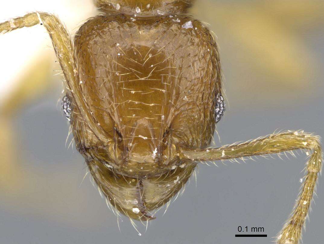 Image of Pheidole deltea