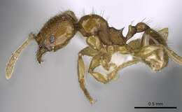 Image of Pheidole deltea