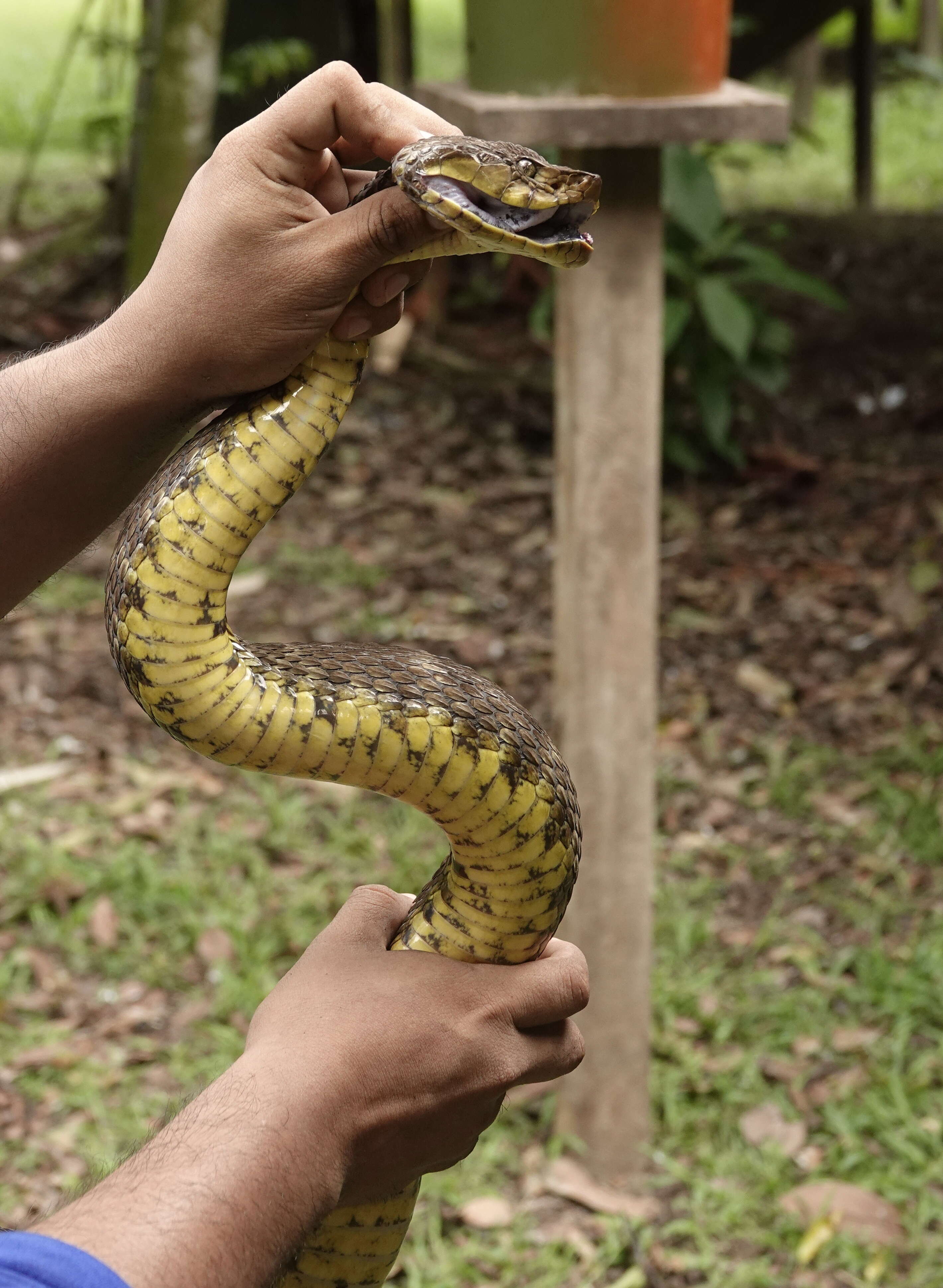 Image of Barba Amarilla