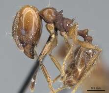 Image of Pheidole pubiventris Mayr 1887