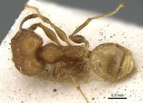 Image of Pheidole bambusarum Forel 1908