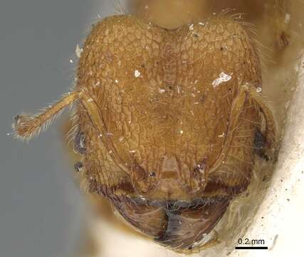 Plancia ëd Pheidole bambusarum Forel 1908