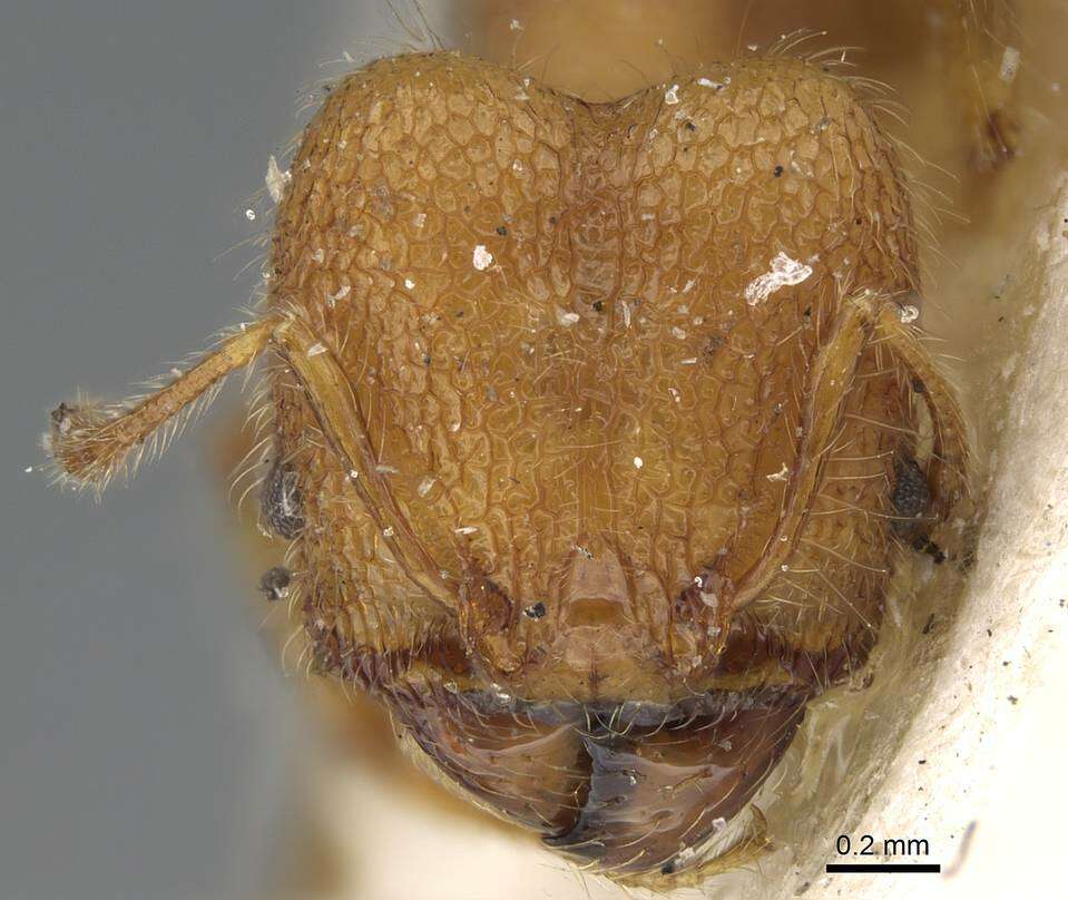 Image of Pheidole bambusarum Forel 1908