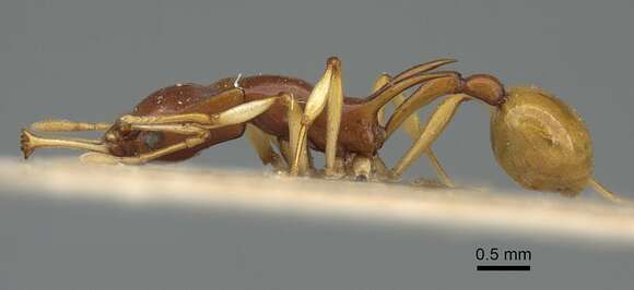 Image of Orectognathus biroi Szabo 1926