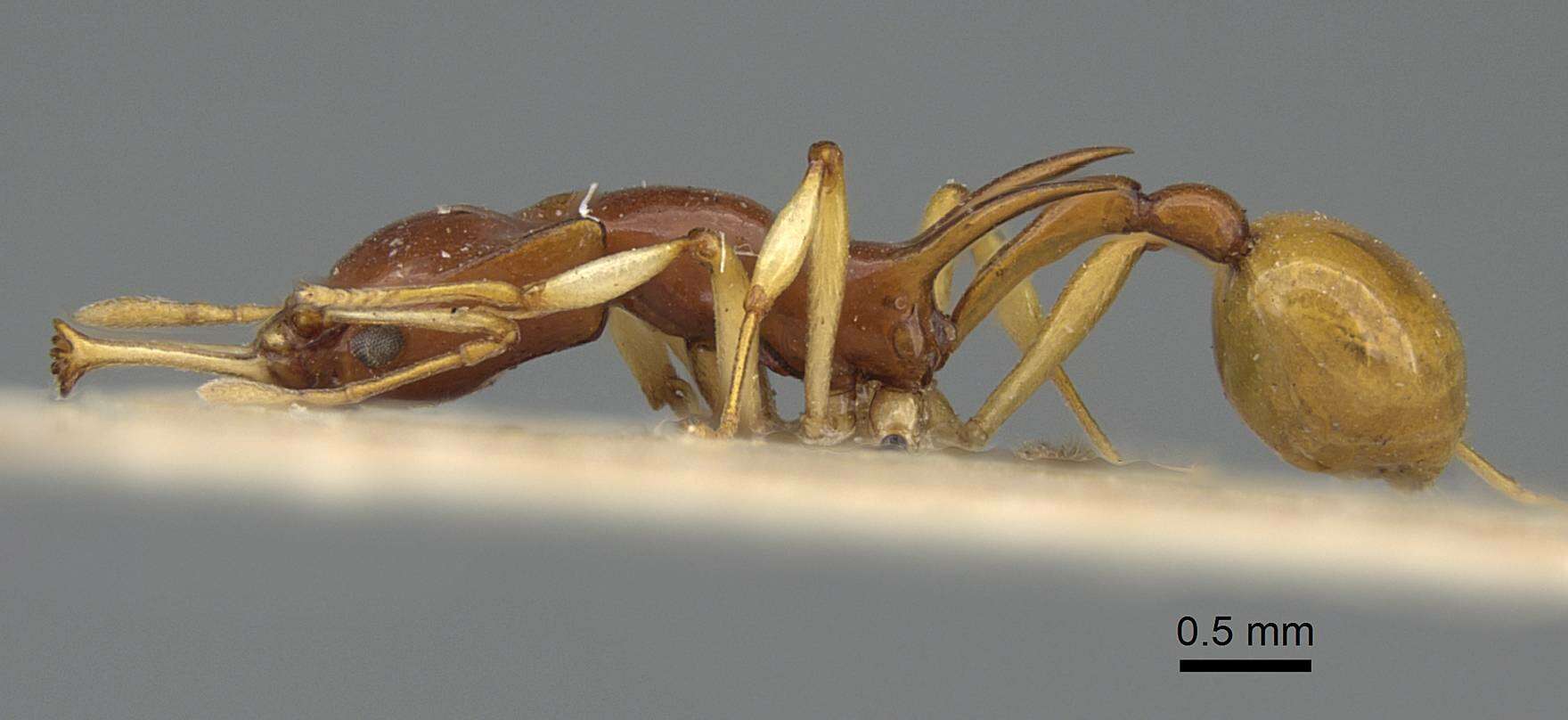 Image of Orectognathus biroi Szabo 1926