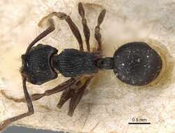 Image of Myrmecina opaciventris Emery 1897