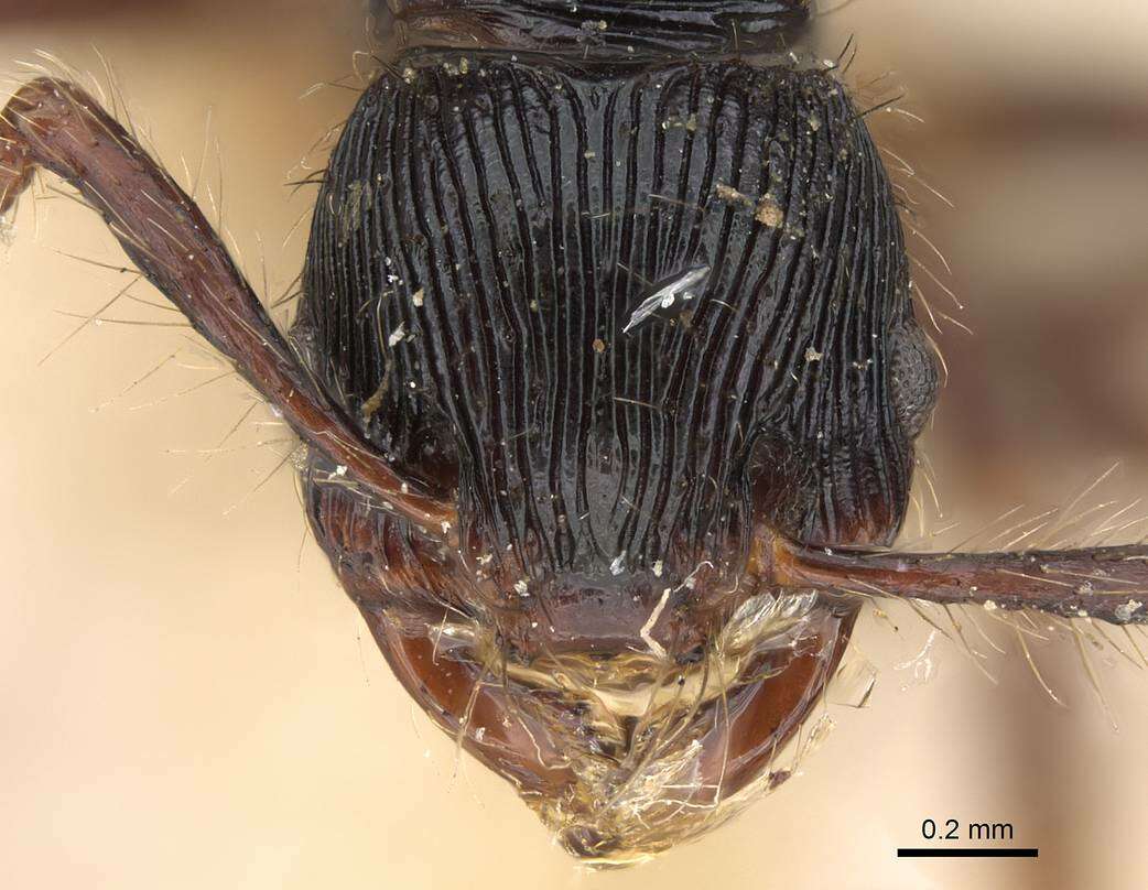 Image of Myrmecina opaciventris Emery 1897