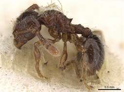 Image of Myrmecina punctata Emery 1897