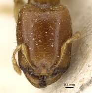 Image of <i>Carebara perpusilla</i>