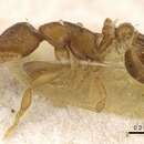 Image of Strumigenys maxillaris
