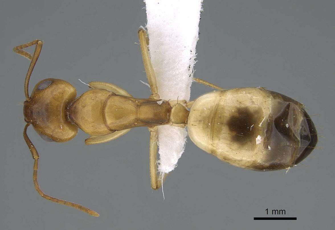 Image of Camponotus atlantis Forel 1890