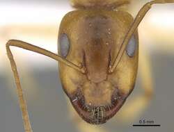 Image of Camponotus atlantis Forel 1890