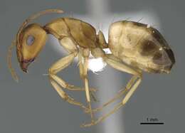 Image of Camponotus atlantis Forel 1890