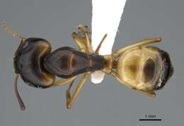 Image of Camponotus atlantis Forel 1890