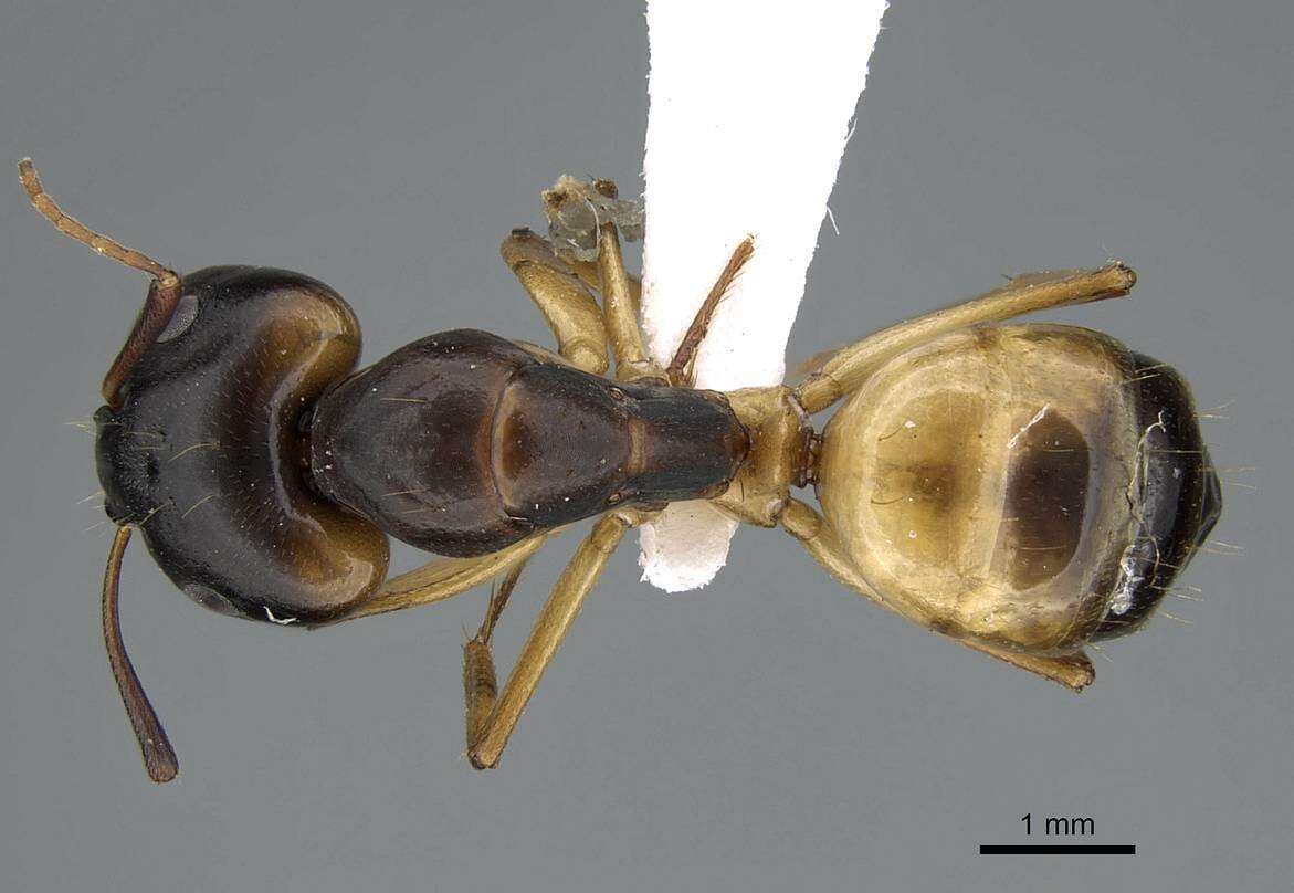 Image of Camponotus atlantis Forel 1890