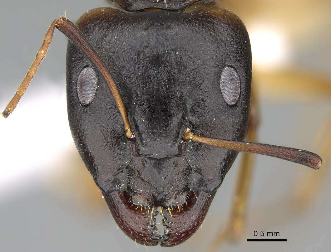 Image of Camponotus atlantis Forel 1890