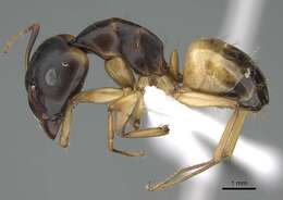 Image of Camponotus atlantis Forel 1890